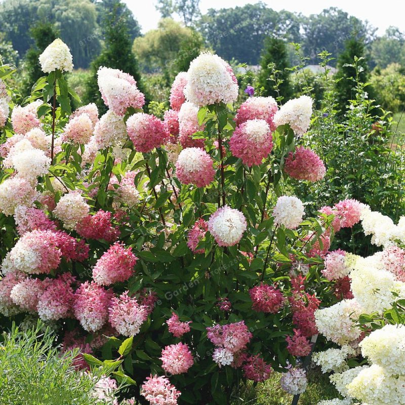 Гортензия метельчатая Долли (Hydrangea paniculata Dolly)