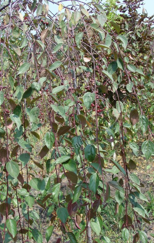 Fagus sylvatica purpurea pendula