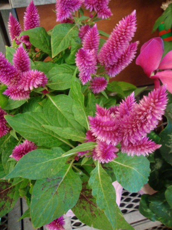 Celosia spicata