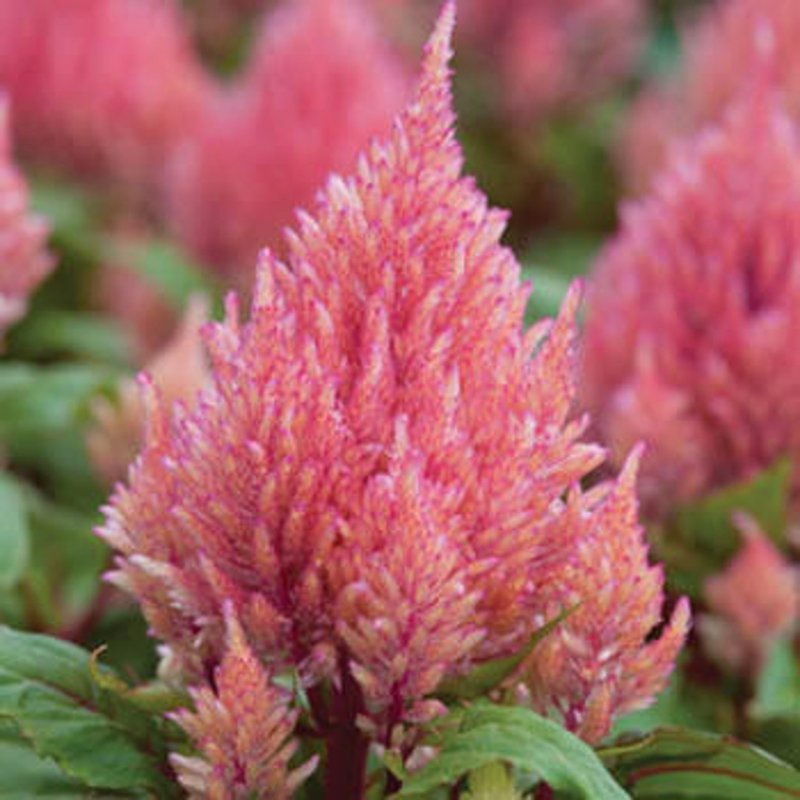 Целозия Celosia Pink Flamingo