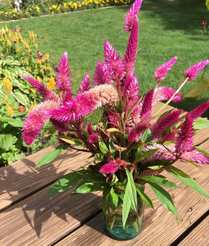 Целозия Celosia Pink Flamingo