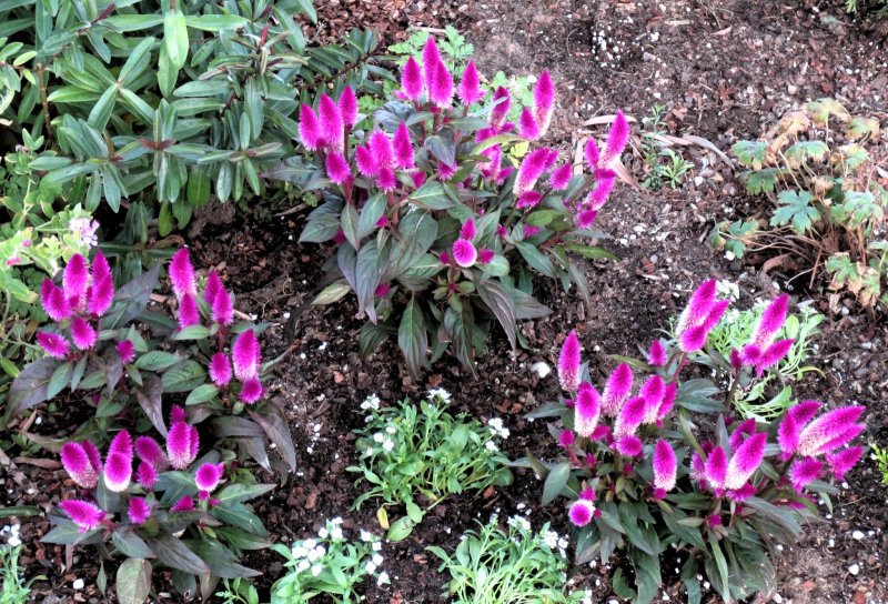 Celosia spicata