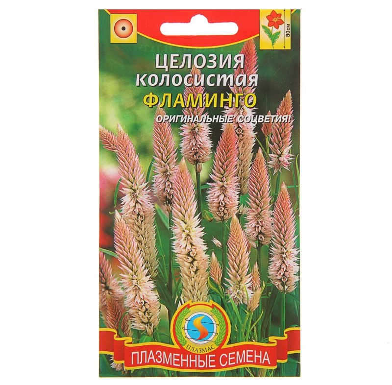 Целозия многолетка