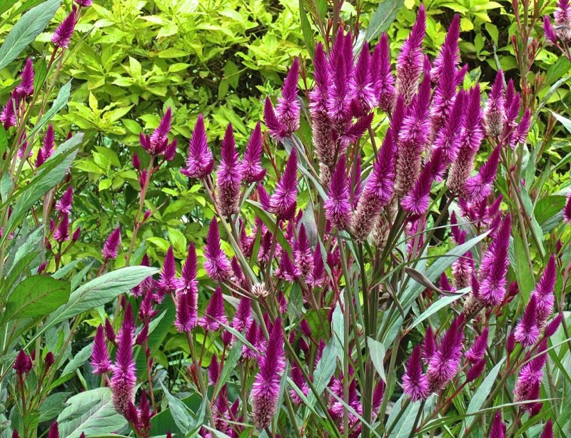 Celosia spicata ‘Flamingo Feather’’