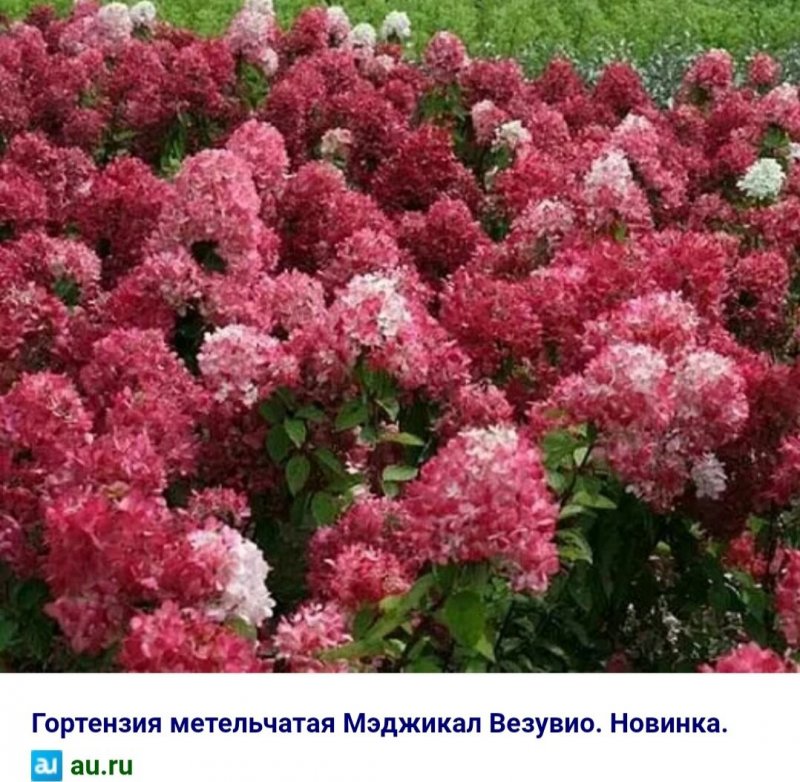 Гортензия метельчатая Pink Queen
