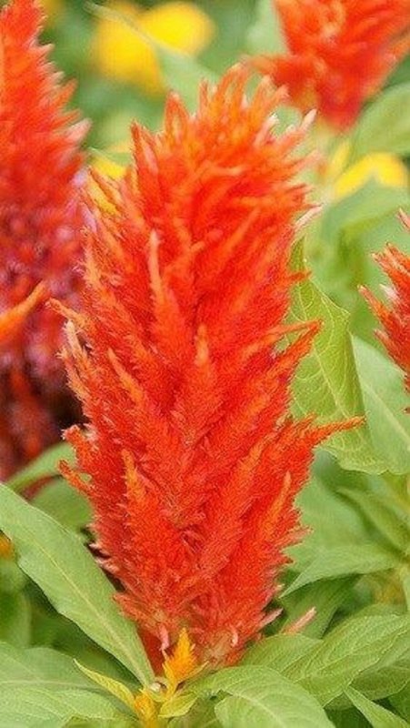 Целозия (плазма) Фламинго