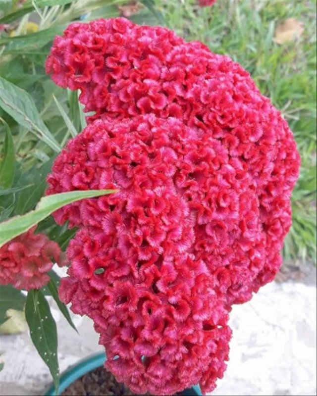 Целозия Фламинго семена
