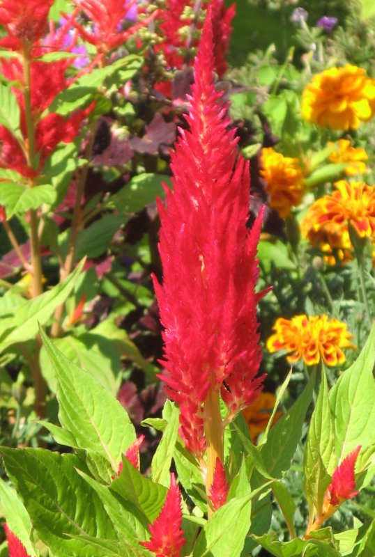 Celosia spicata ‘Flamingo Feather’’