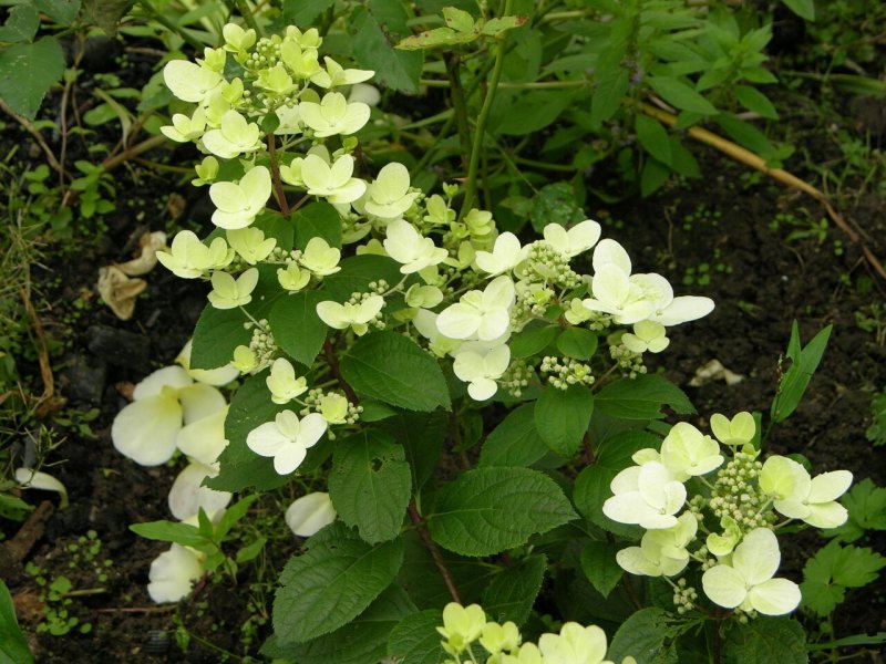 Hydrangea paniculata Magical Fire