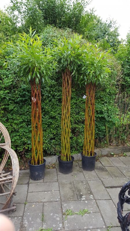 Ива плетеная датские корни (Salix viminalis)