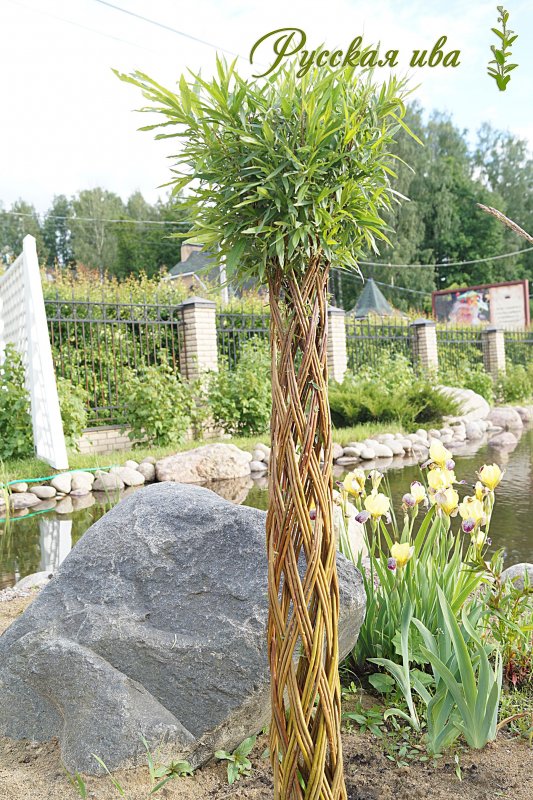Ива плетеная датские корни (Salix viminalis)