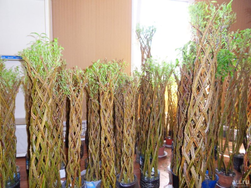 Ива плетеная датские корни (Salix viminalis)