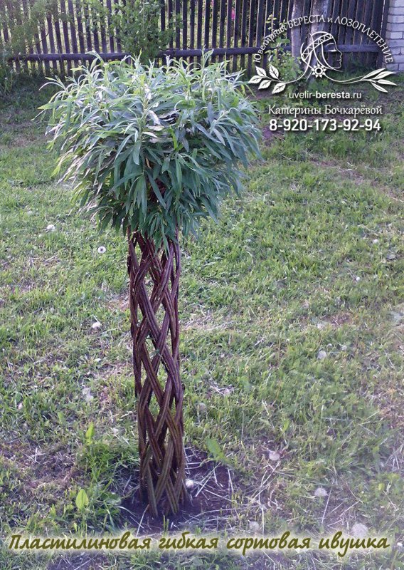 Ива датские корни