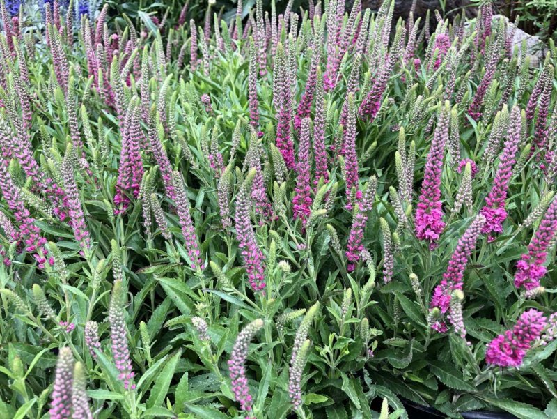 Вероника колосковая (Veronica spicata )