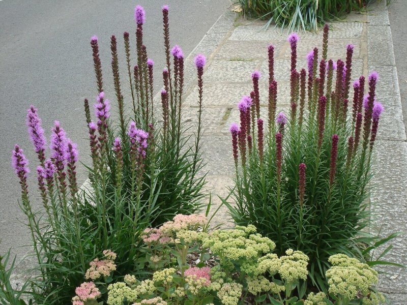 Лиатрис колосковый (Liatris spicata Kobold)