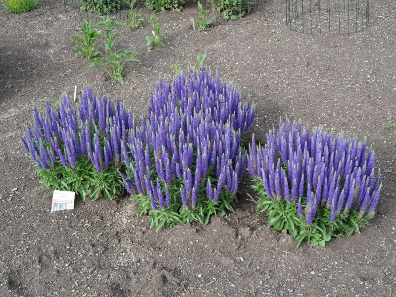 Veronica spicata Royal Candles