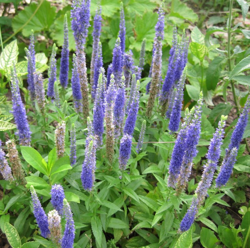 Вероника Veronica spicata Royal Candles