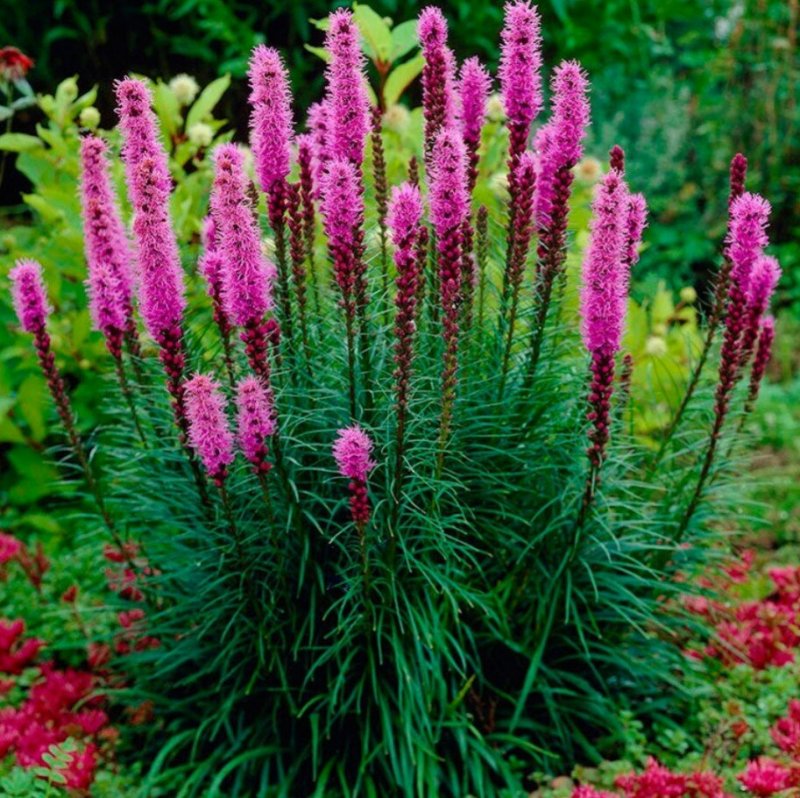 Лиатрис спиката spicata