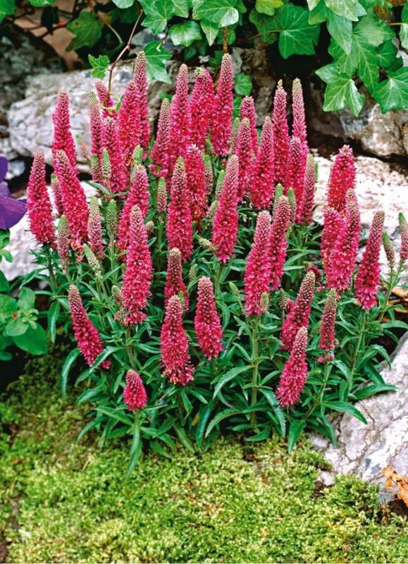 Veronica spicata Heidekind Вероника колосистая Хайдекинд