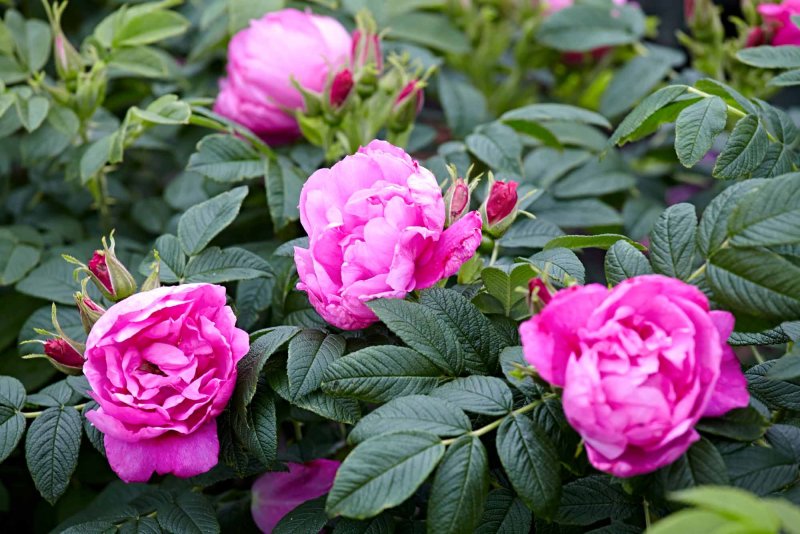 Роза морщинистая Rosa rugosa