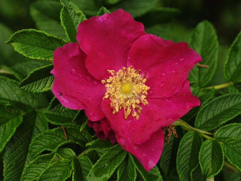 Роза ругоза rugosa rubra