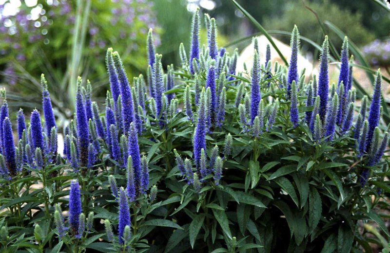 Вероника колосистая - Veronica spicata