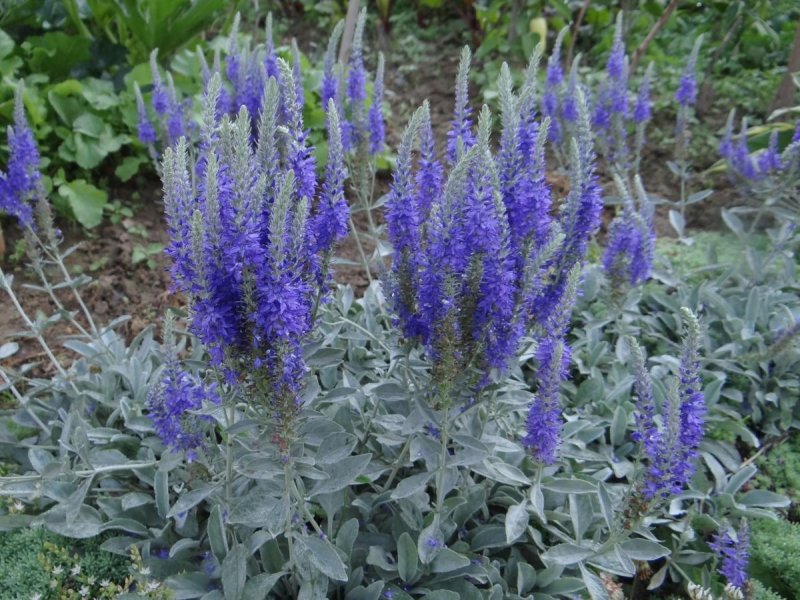 Вероника Седая (Veronica incana)