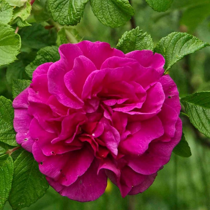 Роза rugosa Hansa