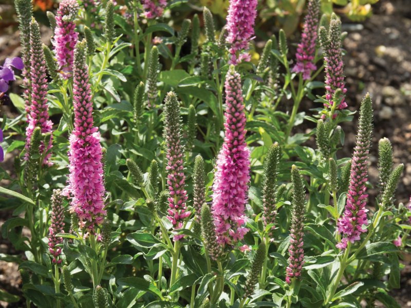 Veronica spicata