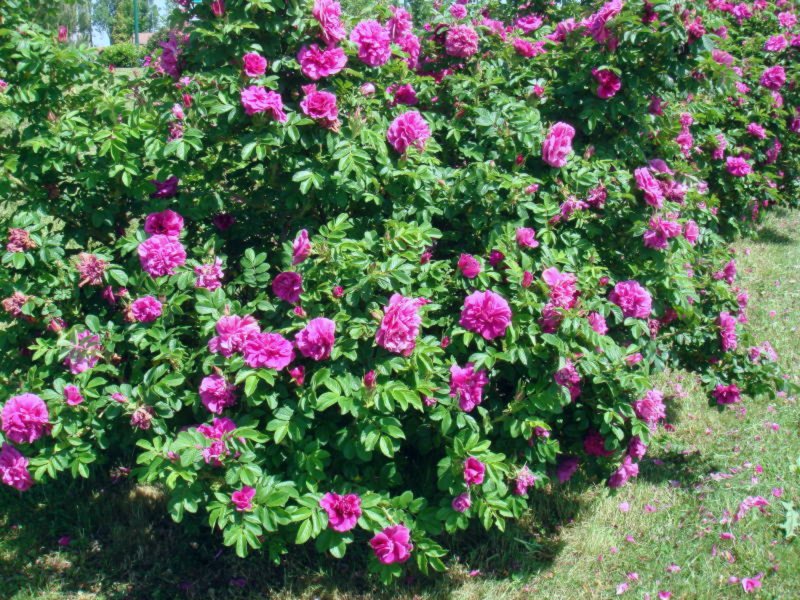 Роза морщинистая Rosa rugosa