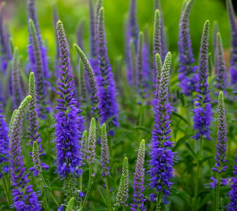 Вероника колосковая (Veronica spicata )