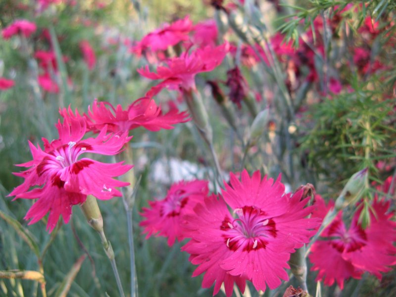 Гвоздика перистая (Dianthus plumarius `Desmond`)