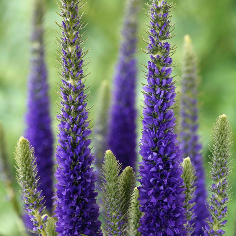 Вероника колосистая - Veronica spicata