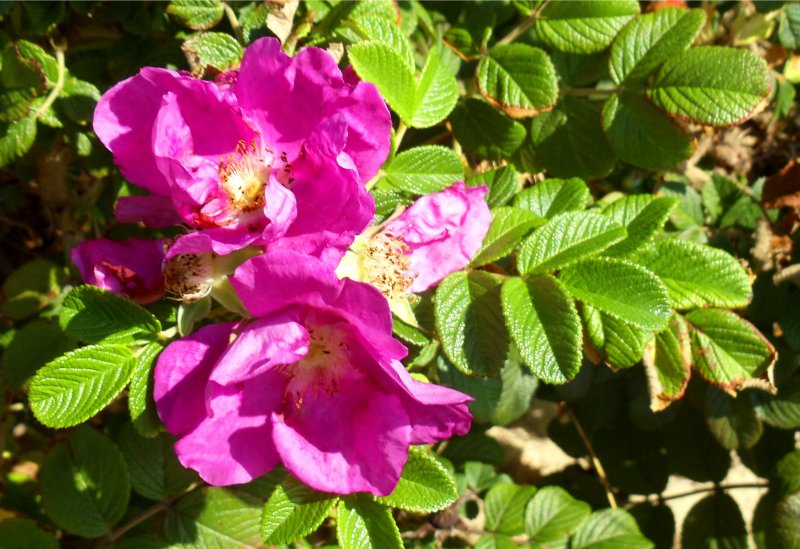 Шиповник морщинистый Rosa rugosa