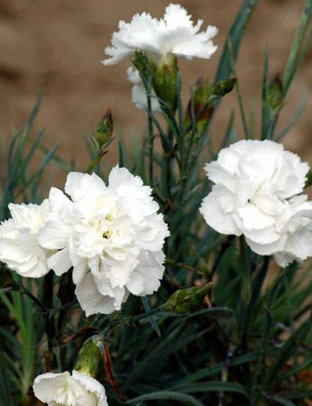 Гвоздика Haytor White