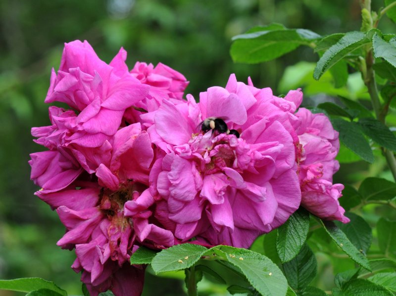 Rosa rugosa Hansa роза