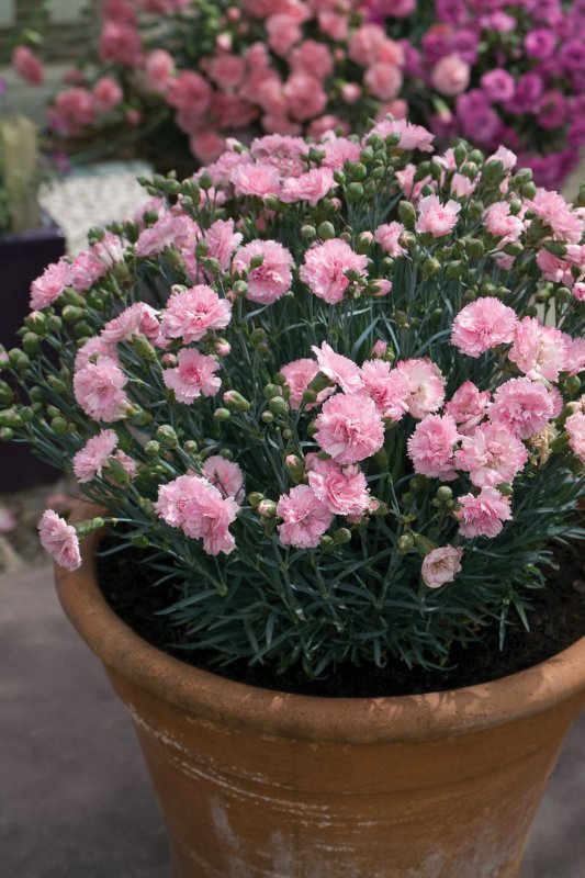 Гвоздика Dianthus Doris