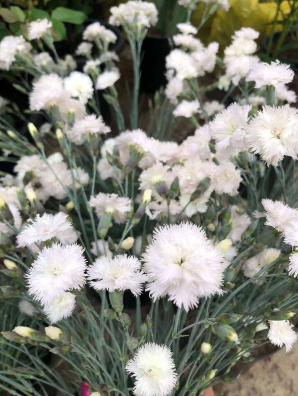 Гвоздика перистая 'Haytor White'