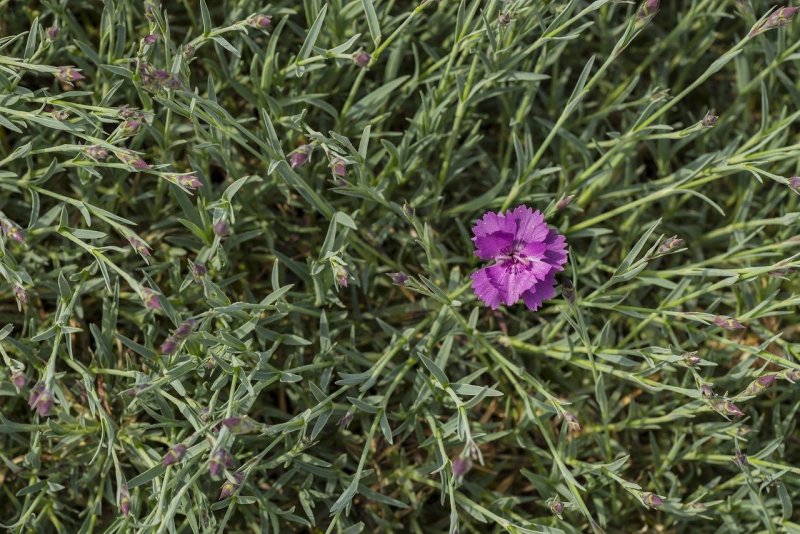 Гвоздика Уральская (Dianthus uralensis)