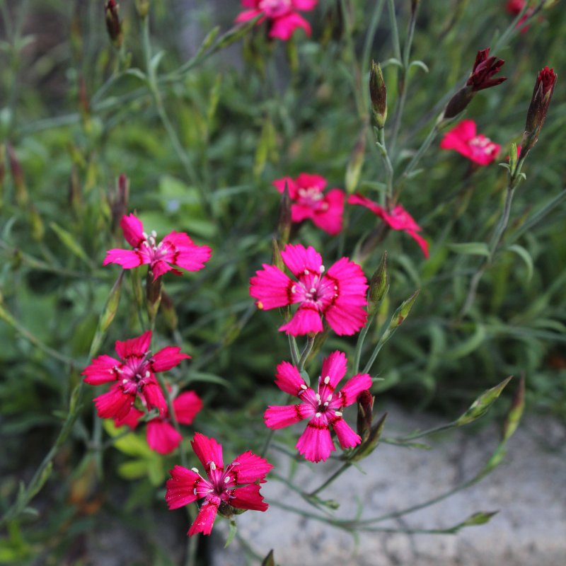 Гвоздика сосноволистная (Dianthus pinifolius)