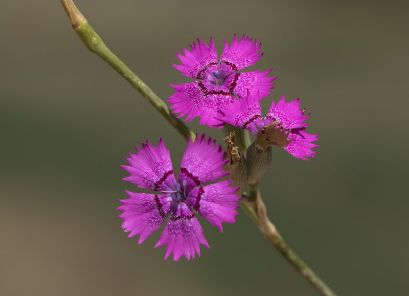 Гвоздика сосноволистная (Dianthus pinifolius)