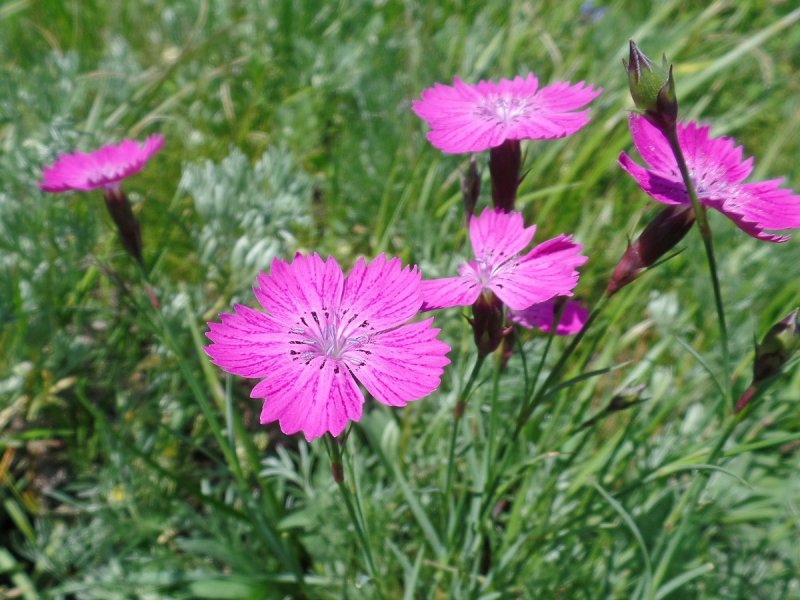 Гвоздика разноцветная ( Dianthus versicolor)