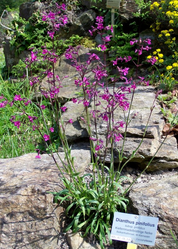 Гвоздика Амурская (Dianthus amurensis)