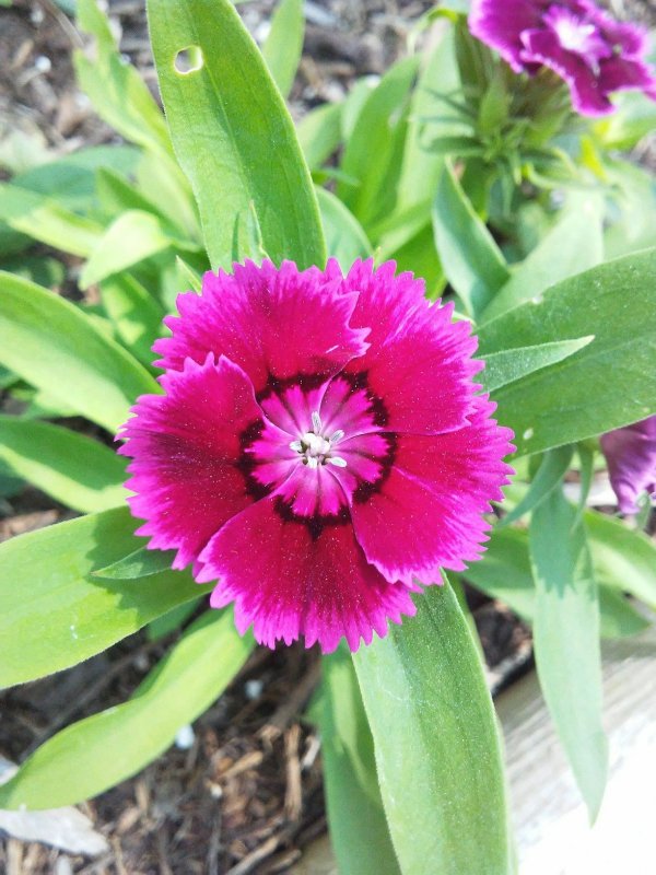 Dianthus Лилия