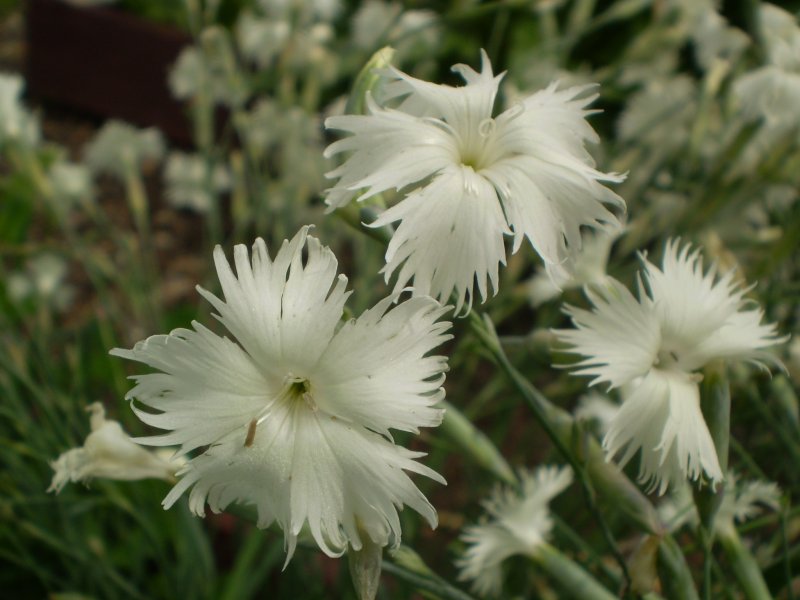 Гвоздика Песчаная Dianthus arenarius 'Bahroma'