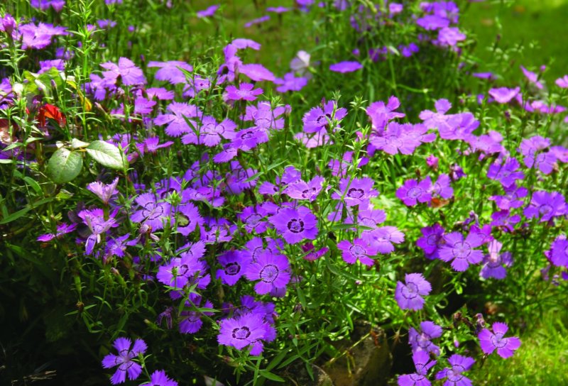 Dianthus amurensis