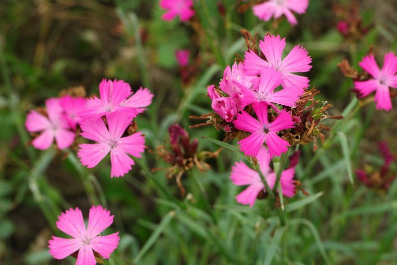 Dianthus Alba