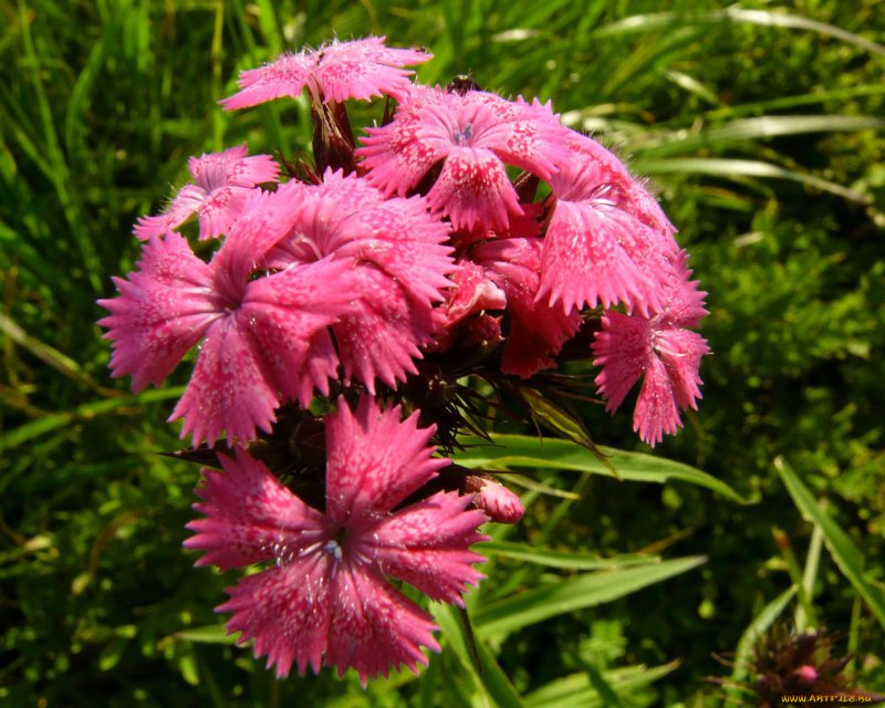 Гвоздика перистая (Dianthus plumarius `Desmond`)
