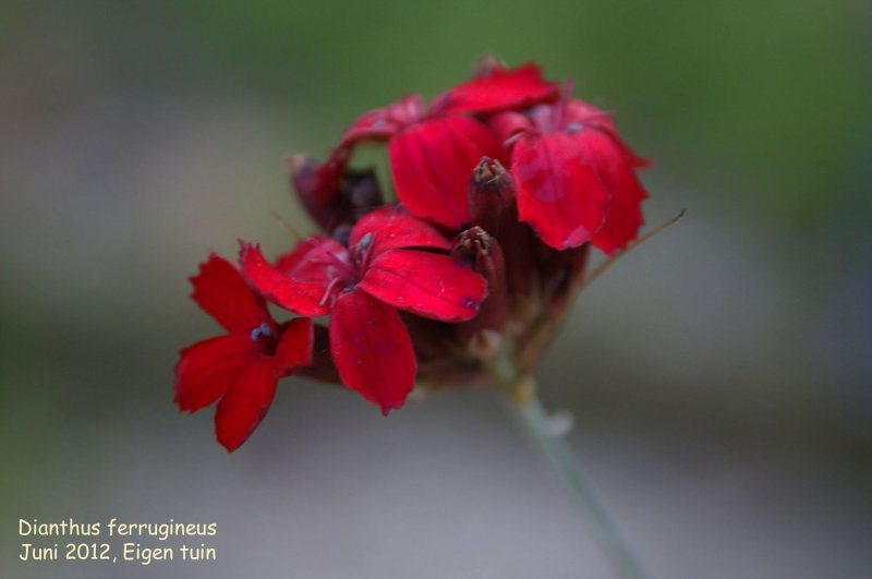Dianthus ferrugineus