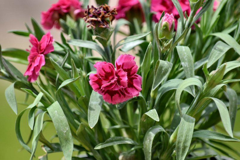 Гвоздика Уральская (Dianthus uralensis)